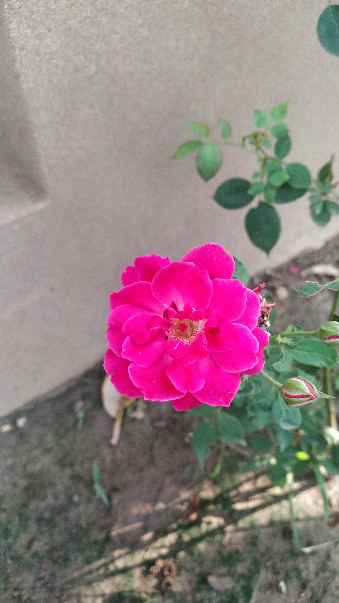 IMG_178212996965F.jpg