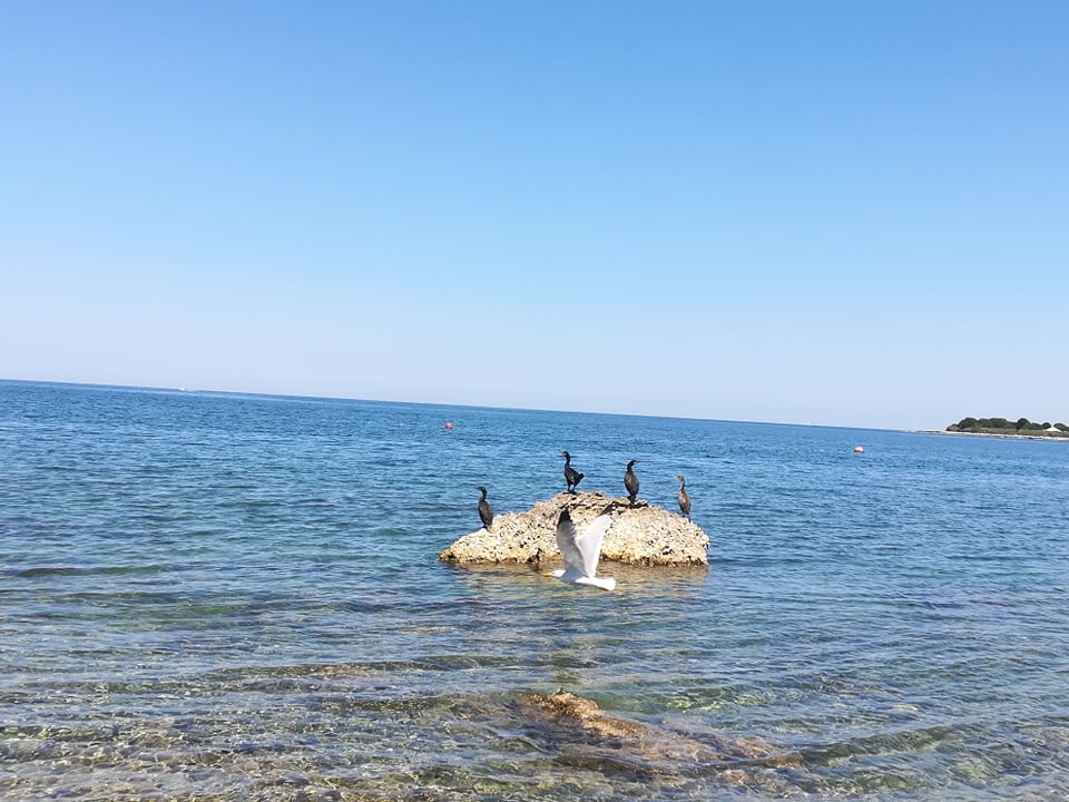 Seagull and friends.jpg