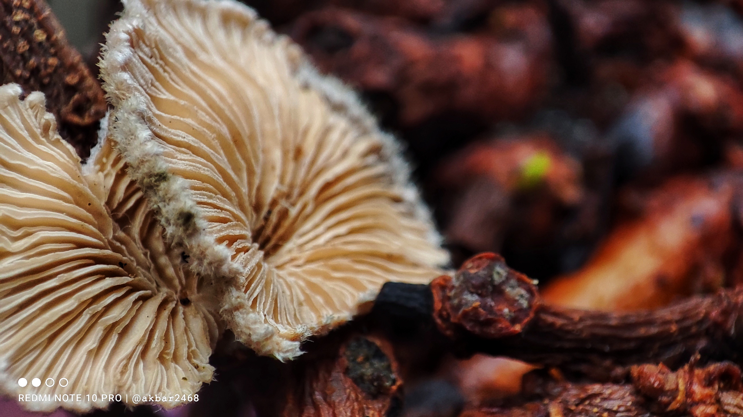 1639797755172-01.jpeg