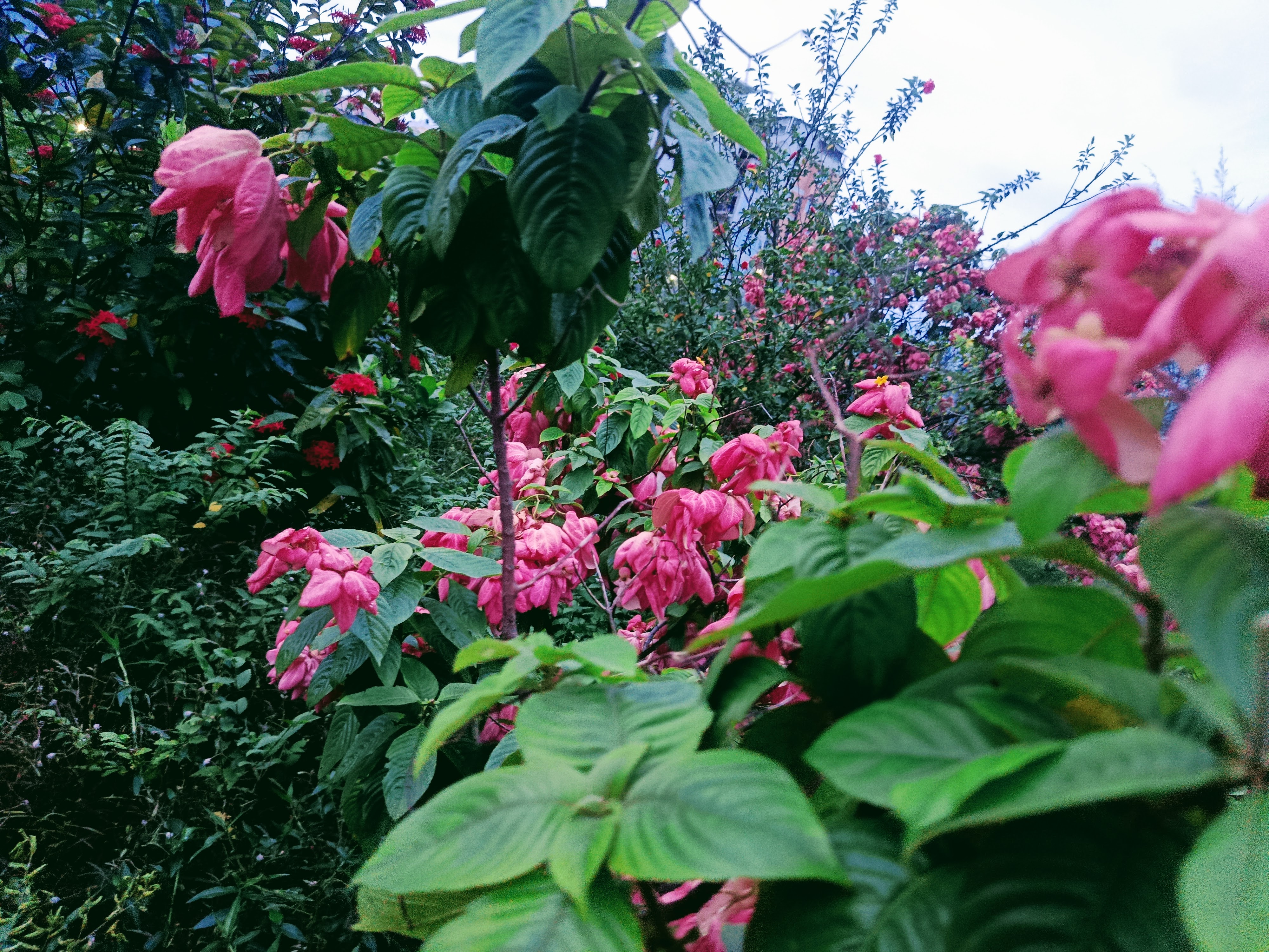 IMG_20250713_184324.jpg