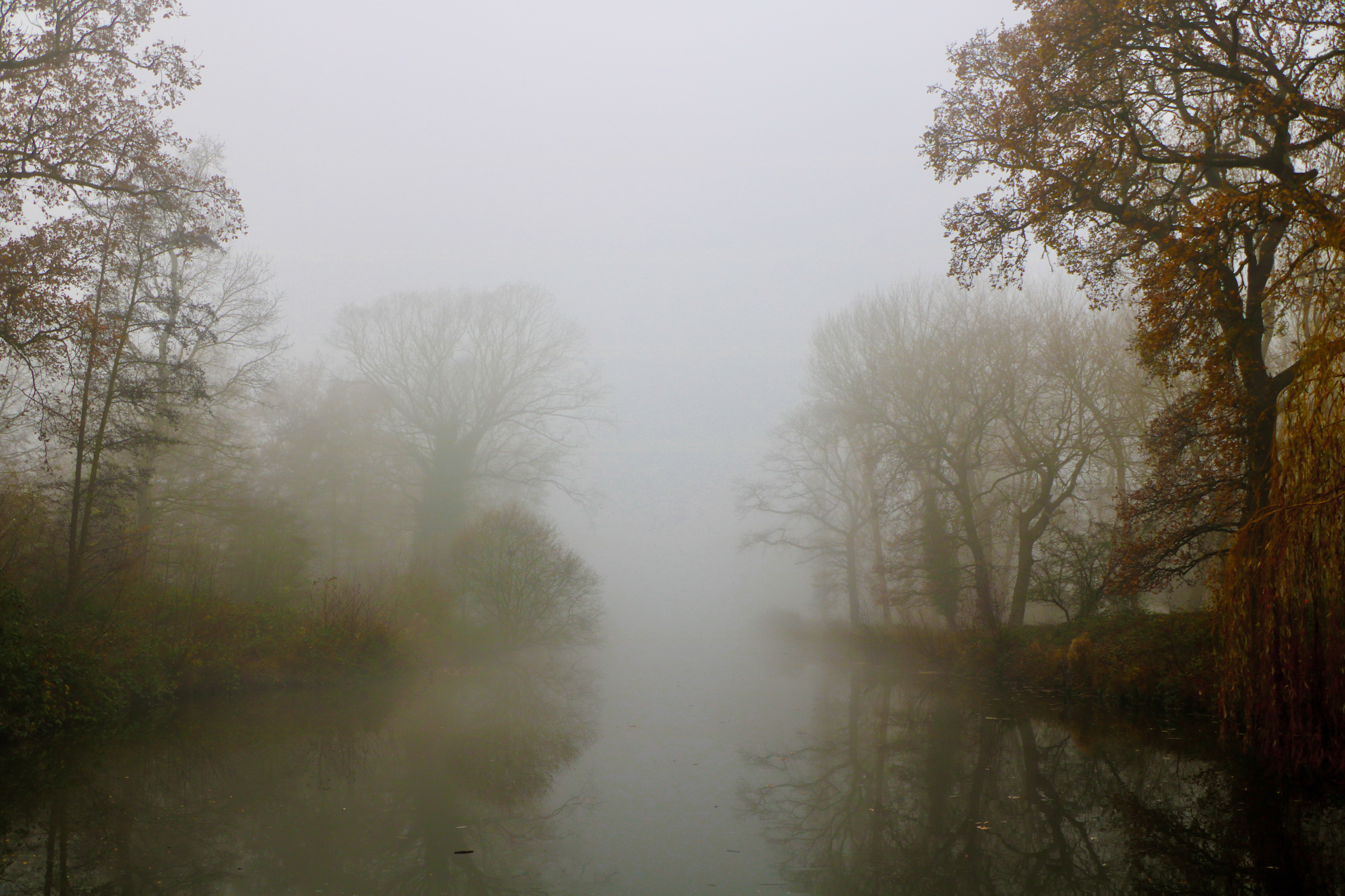 bushy park fog-4.jpg
