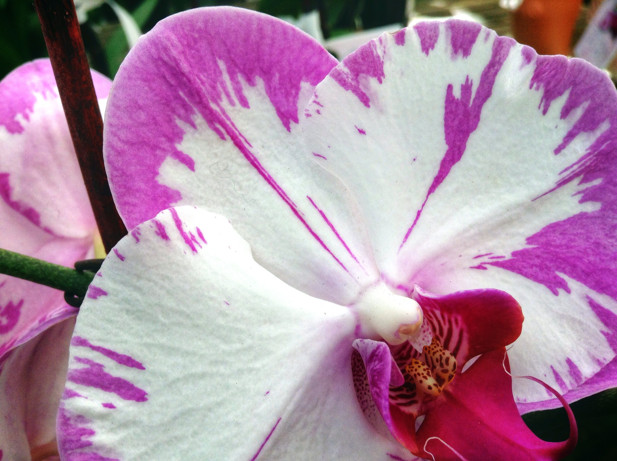 white-purple-flowers-.jpg
