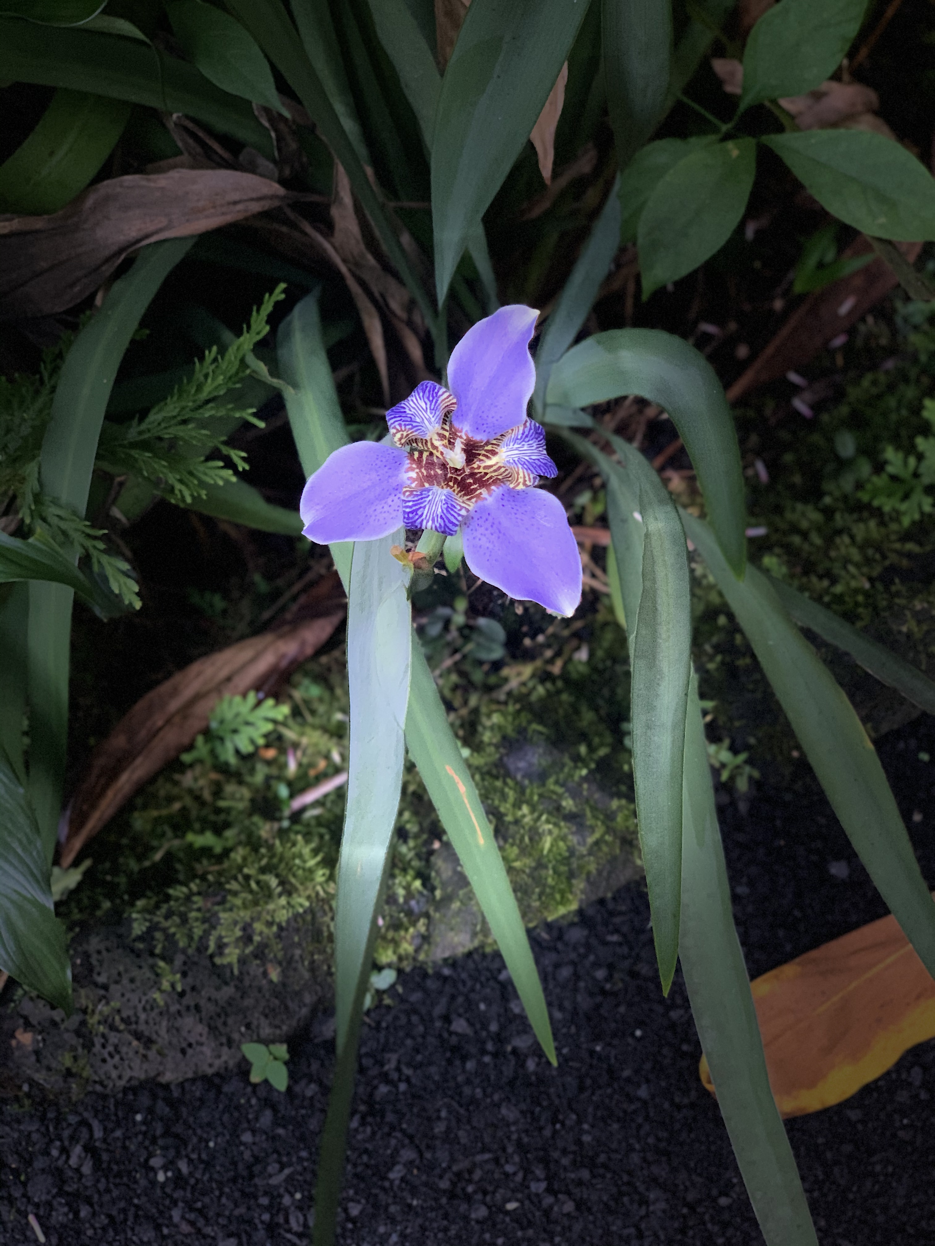 A visit to a botanical garden