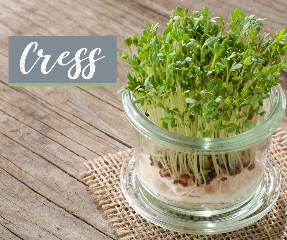 Alfalfa Seeds vs Garden Cress: What is the difference?