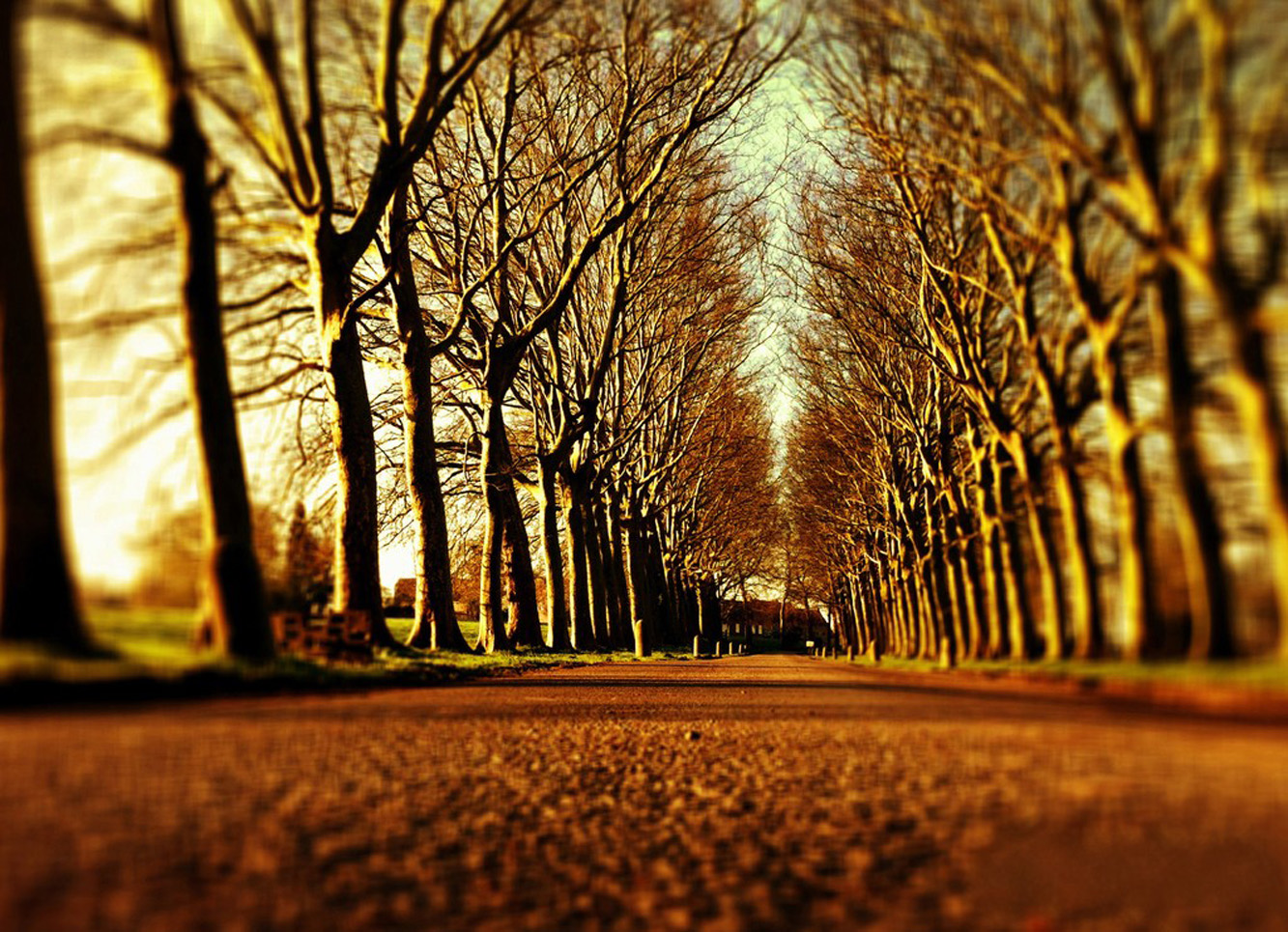 forest777.jpg