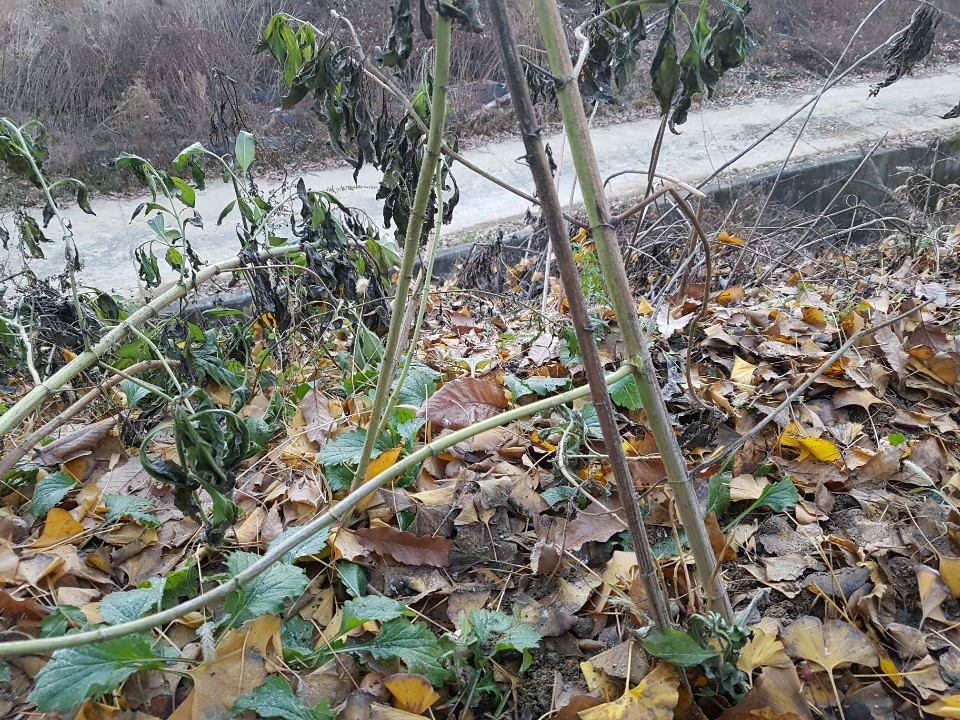 감자줄기.jpg