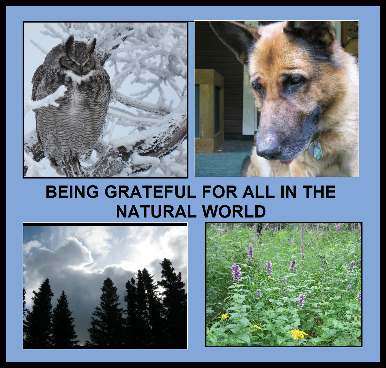 being grateful for all in natural world with 4 images.jpg