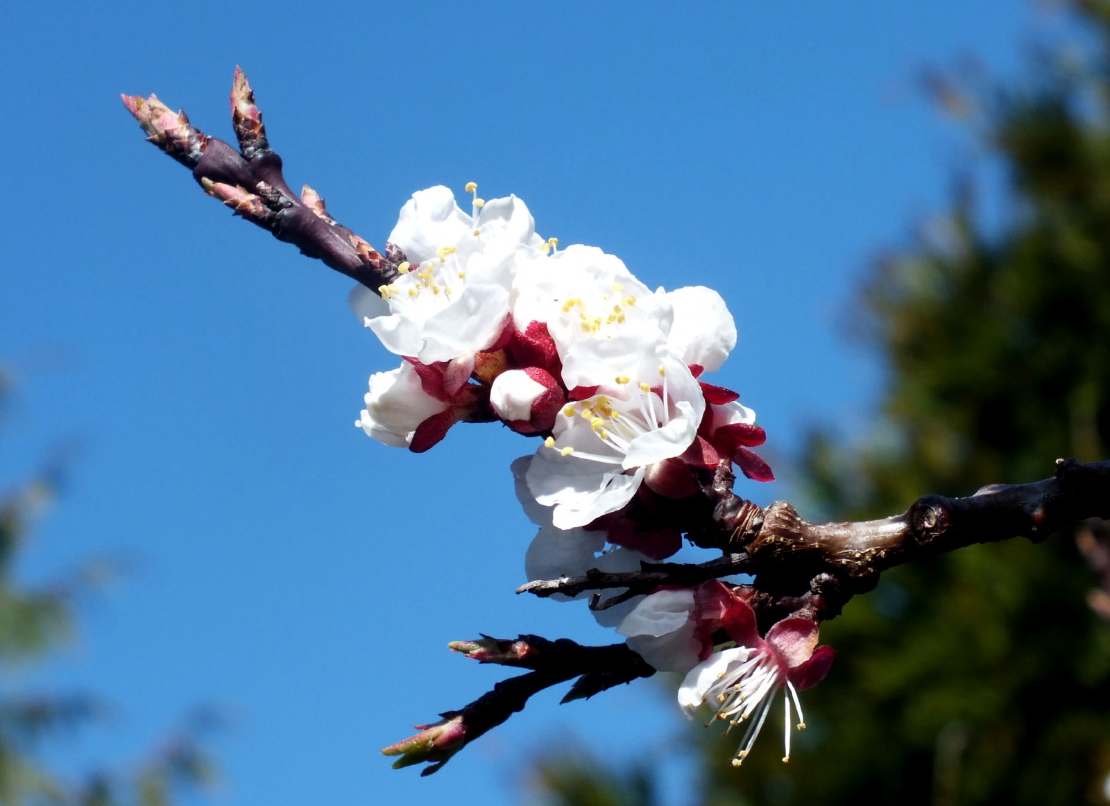 x150-Apricot.jpg