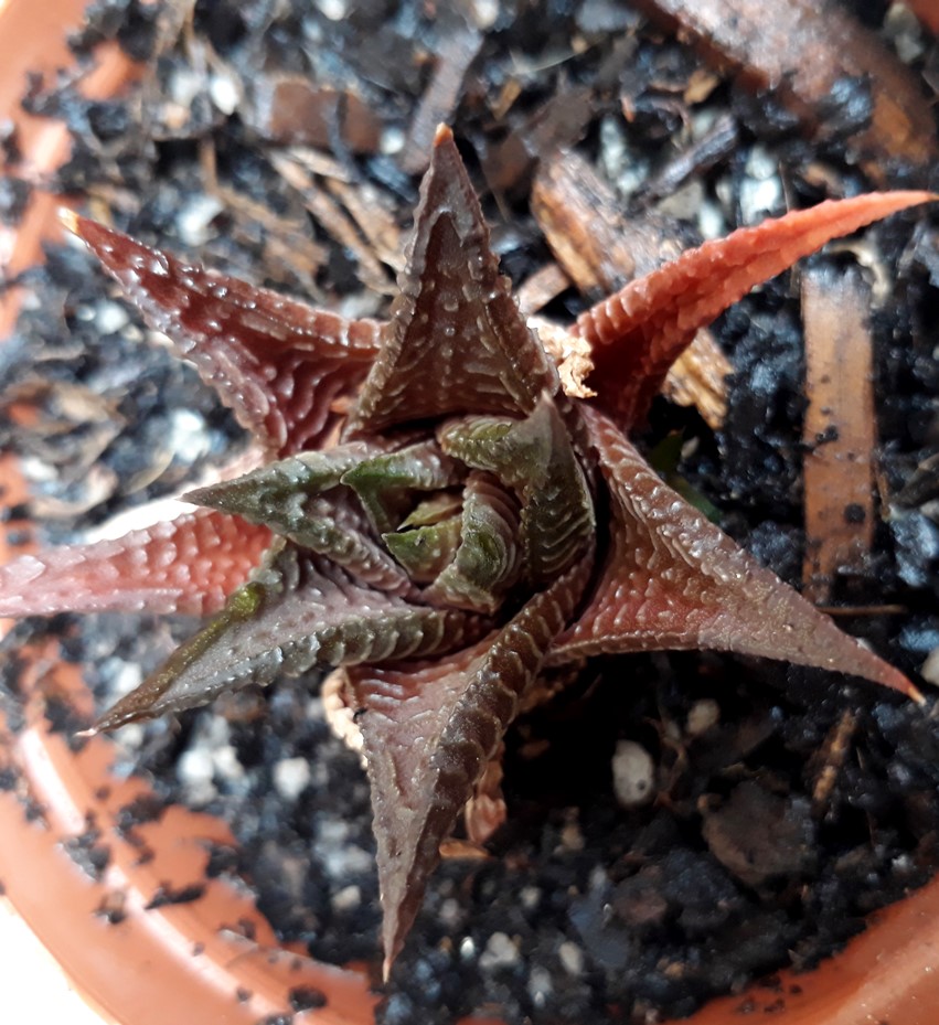 H limifolia2.jpg