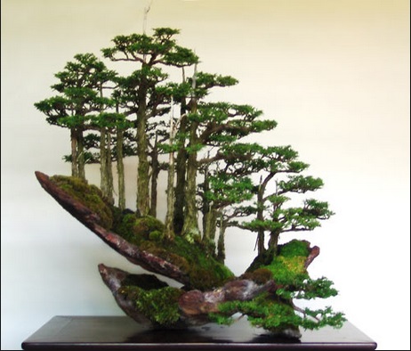 22-28-02-cara-menanam-bonsai-dari-biji.jpg