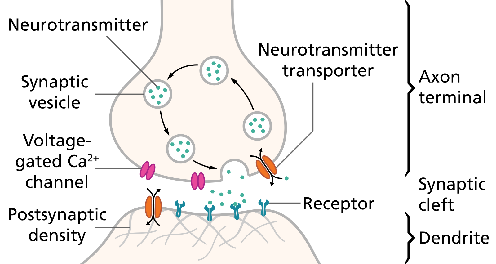 1600px-SynapseSchematic_en.svg.png