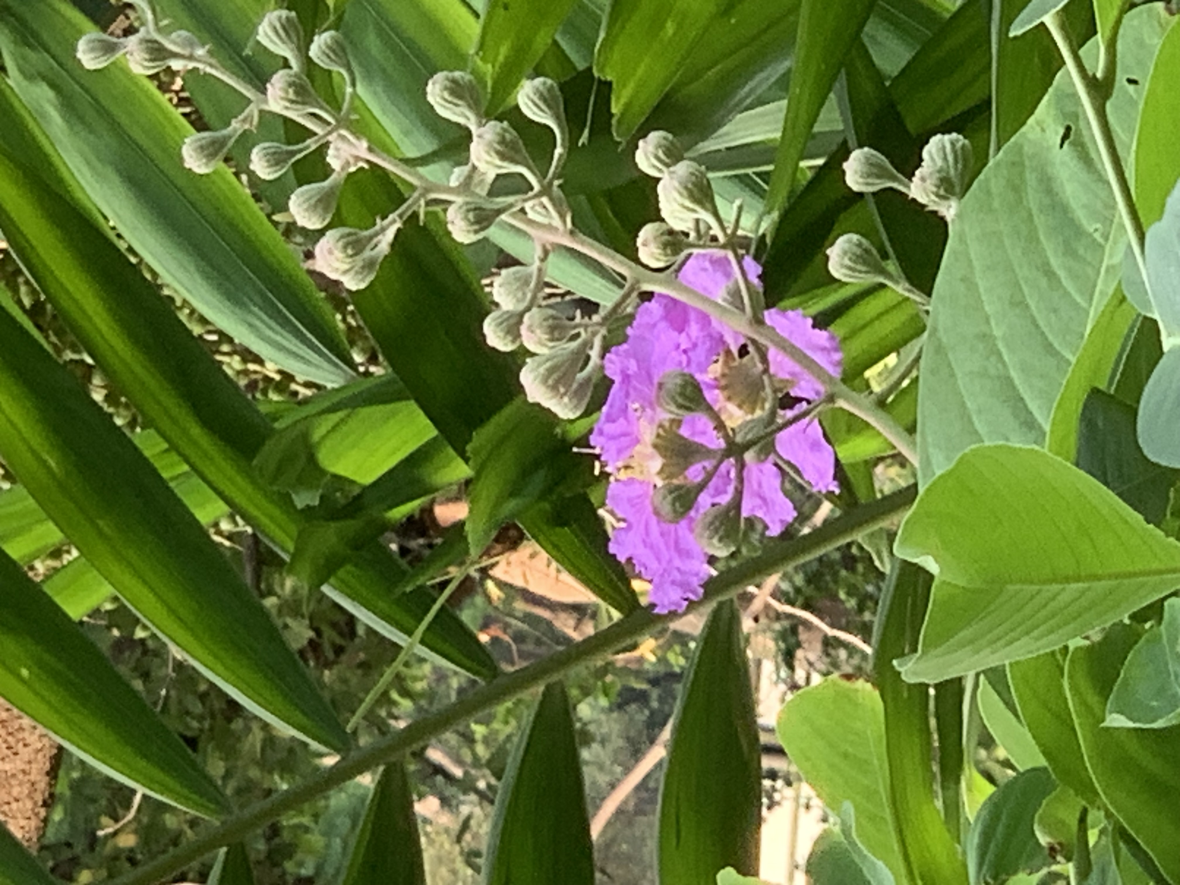 nature710.jpg