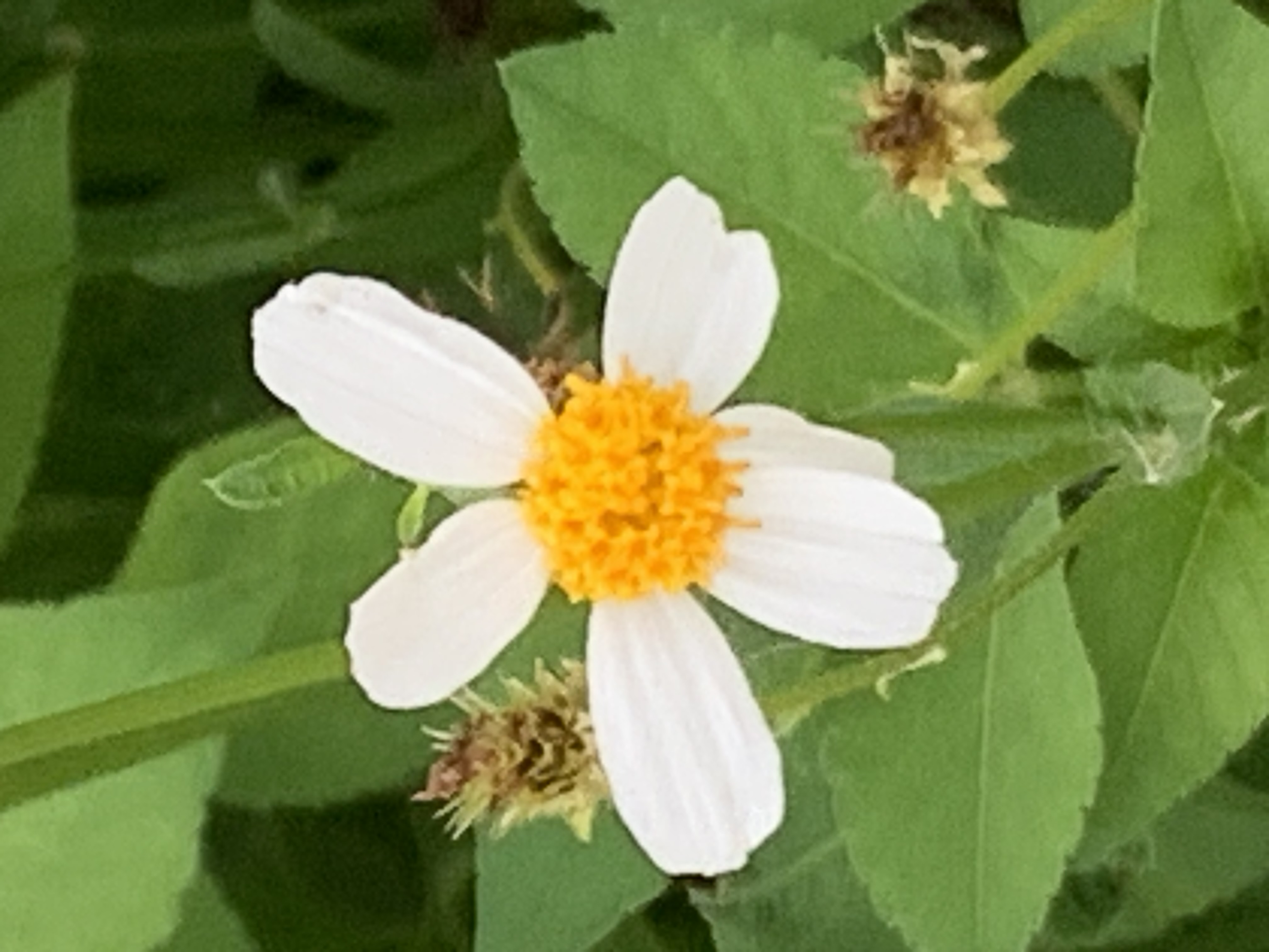 white wildflowers and bees7.jpg