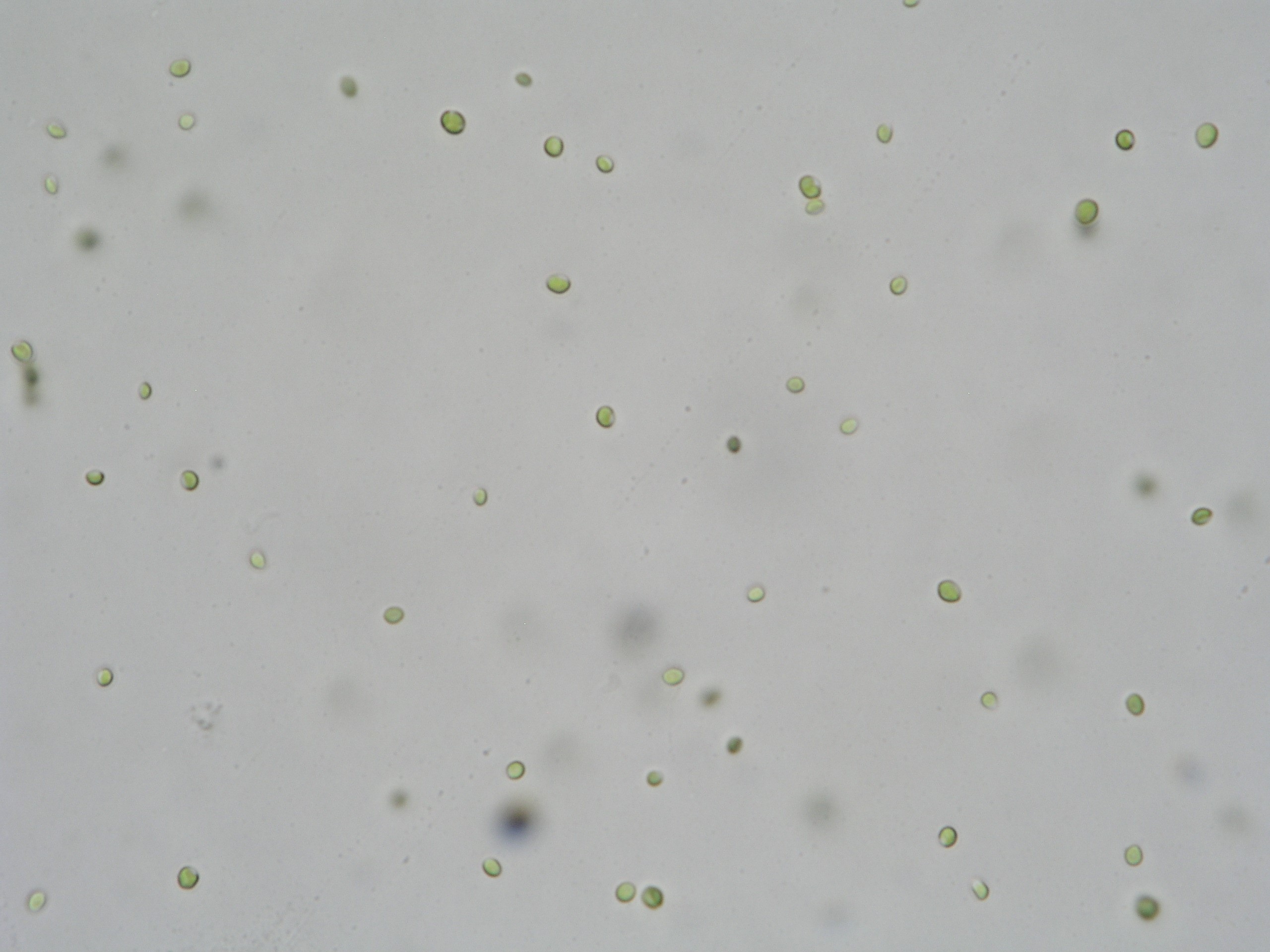 Chlorella vulgaris.jpg