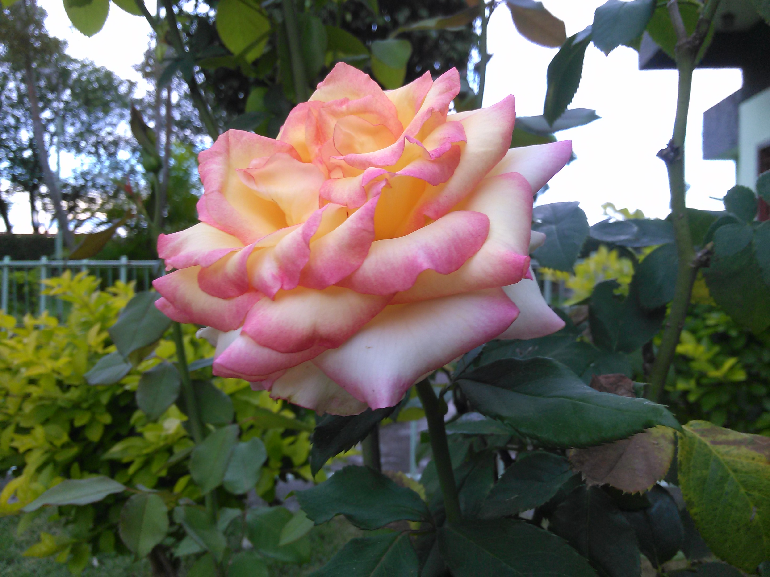 rosa.jpg