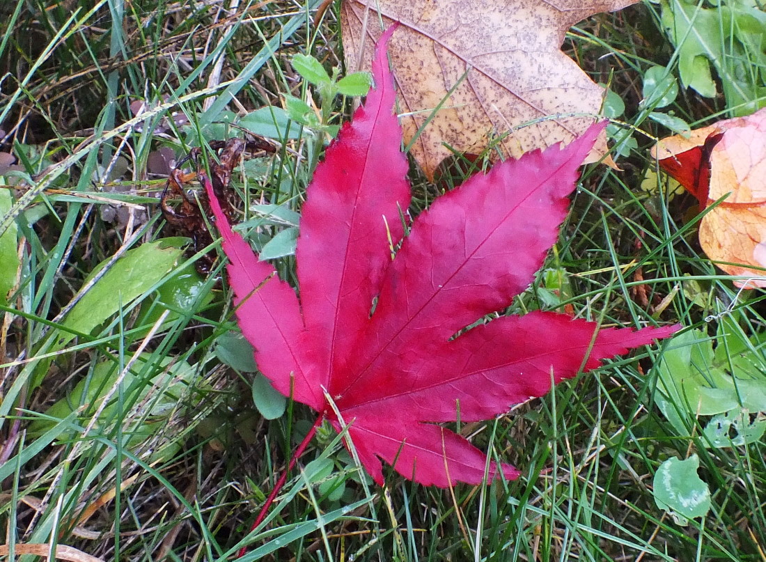 0754-RedLeaf.jpg
