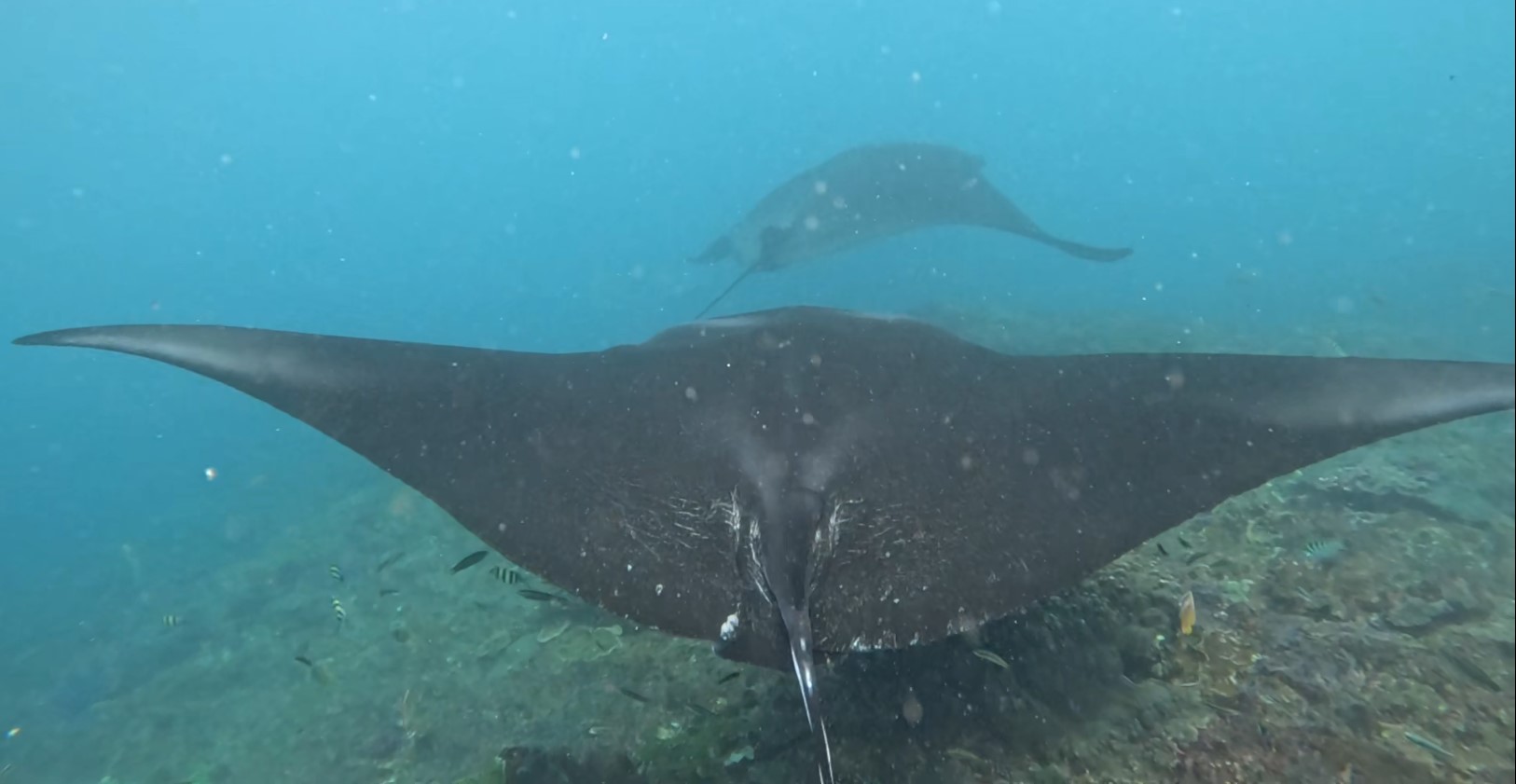 manta back.jpg