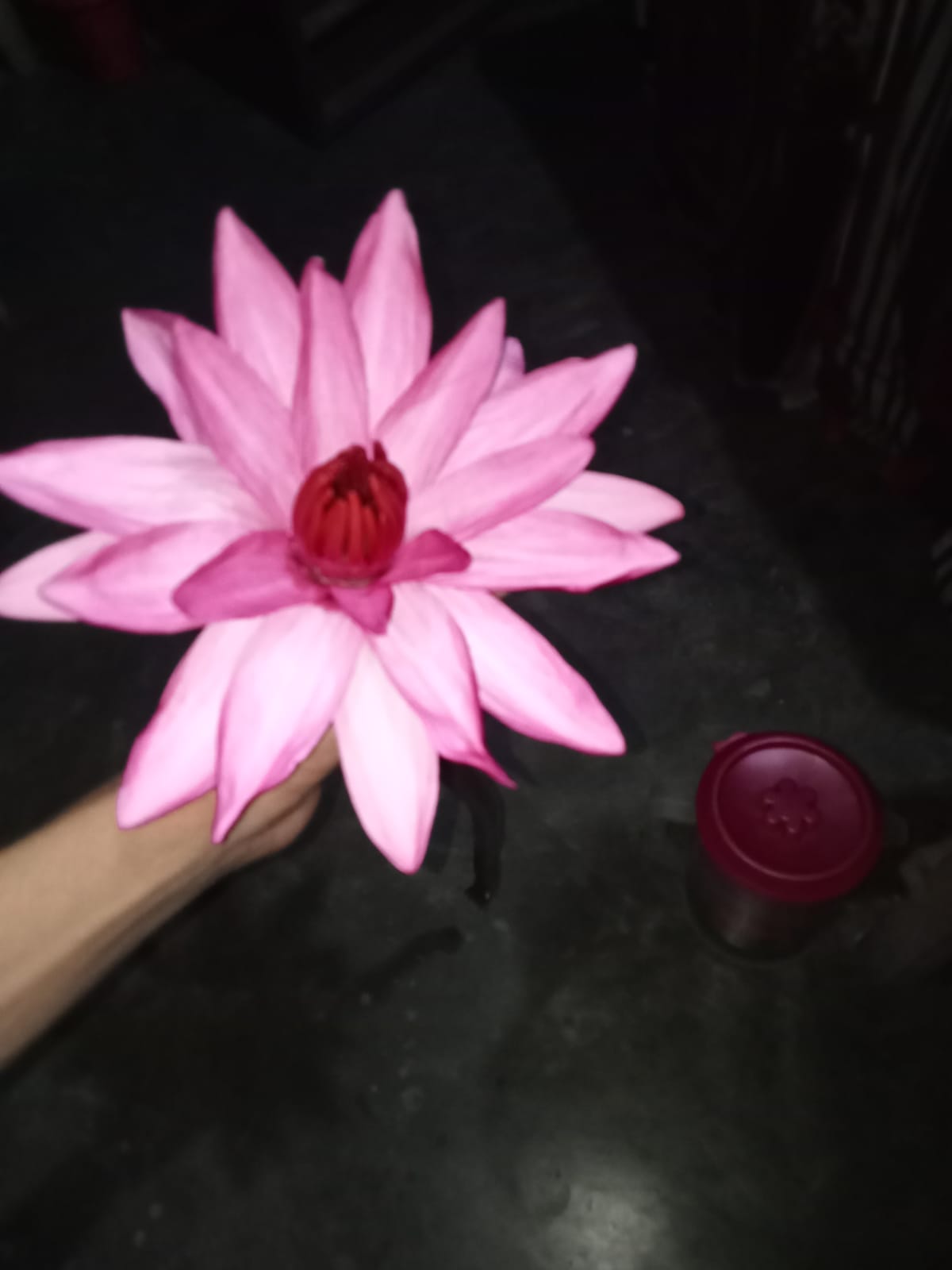 lili picture.jpeg