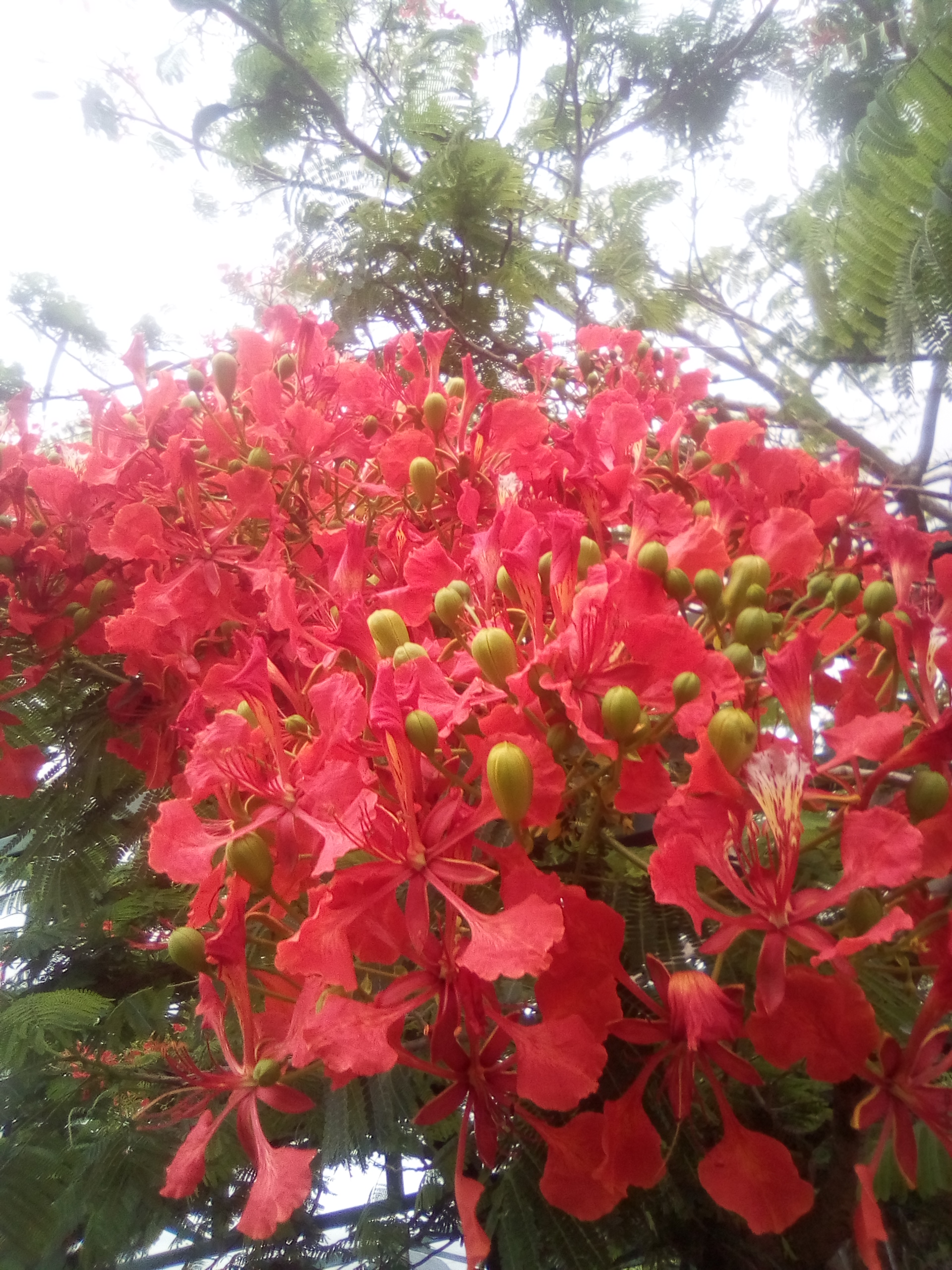 IMG_20210608_102053.jpg