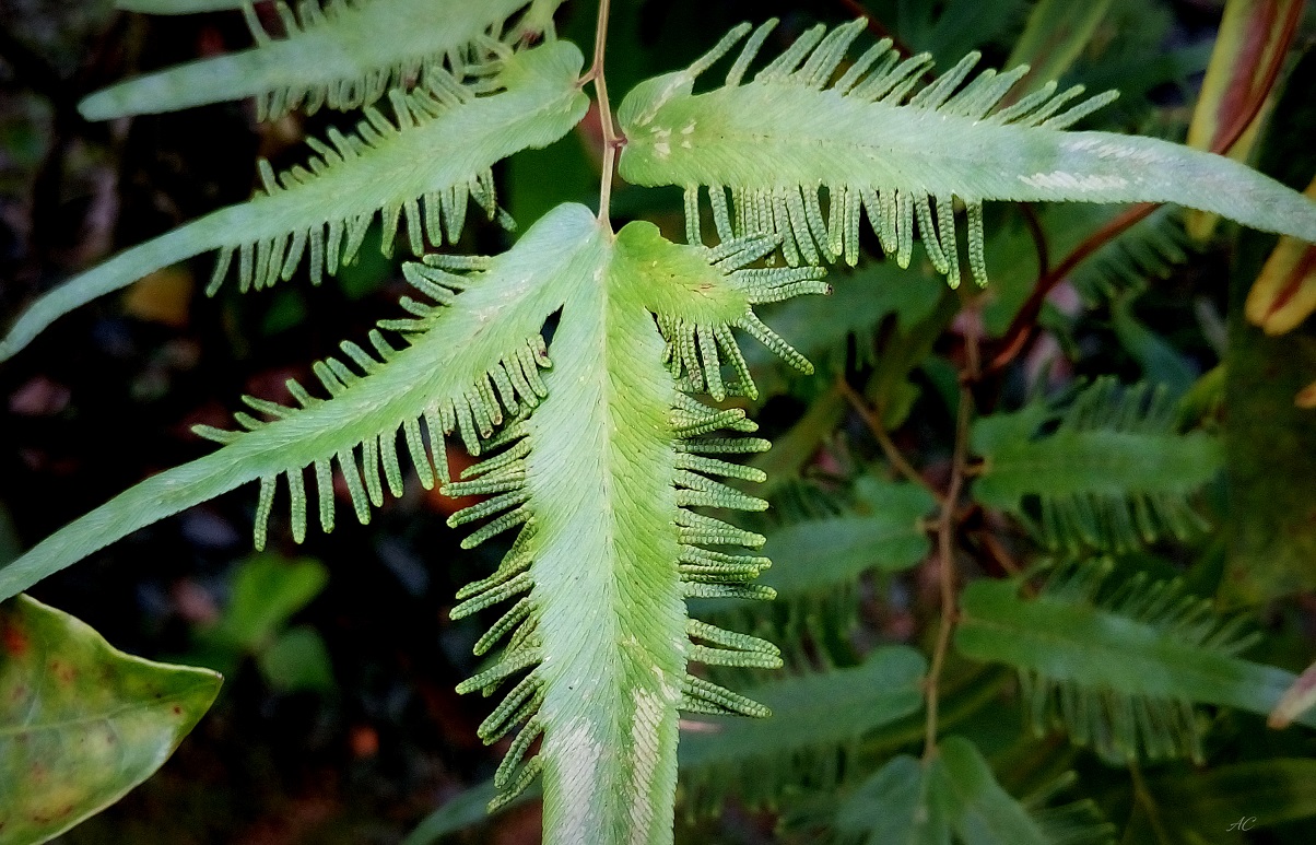 DSC_2525b.jpg