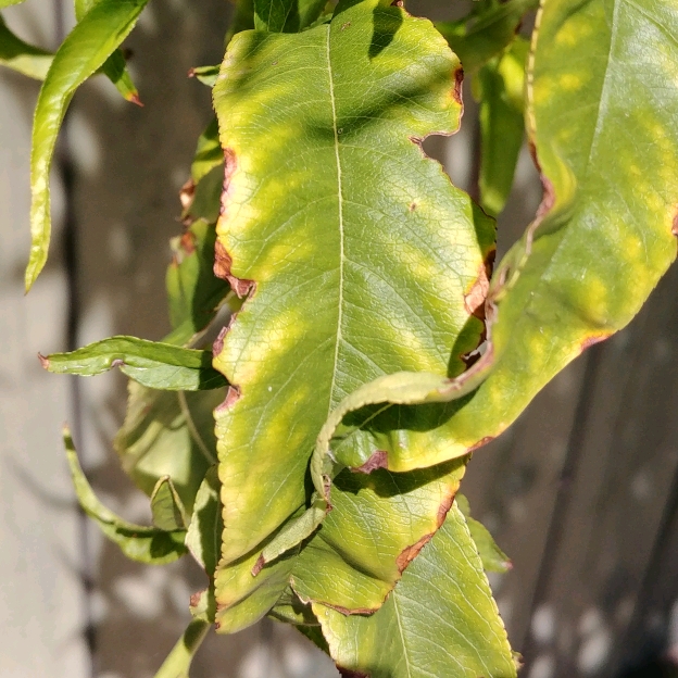 20180826_133505_crop_624x624.jpg