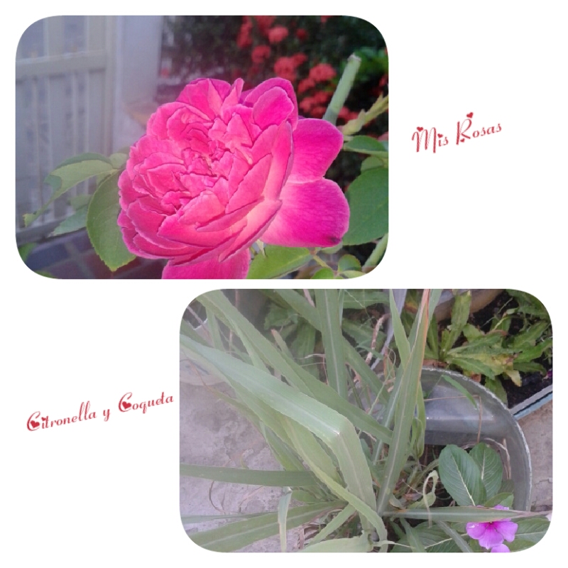 CollageMaker_20215161938218.jpg