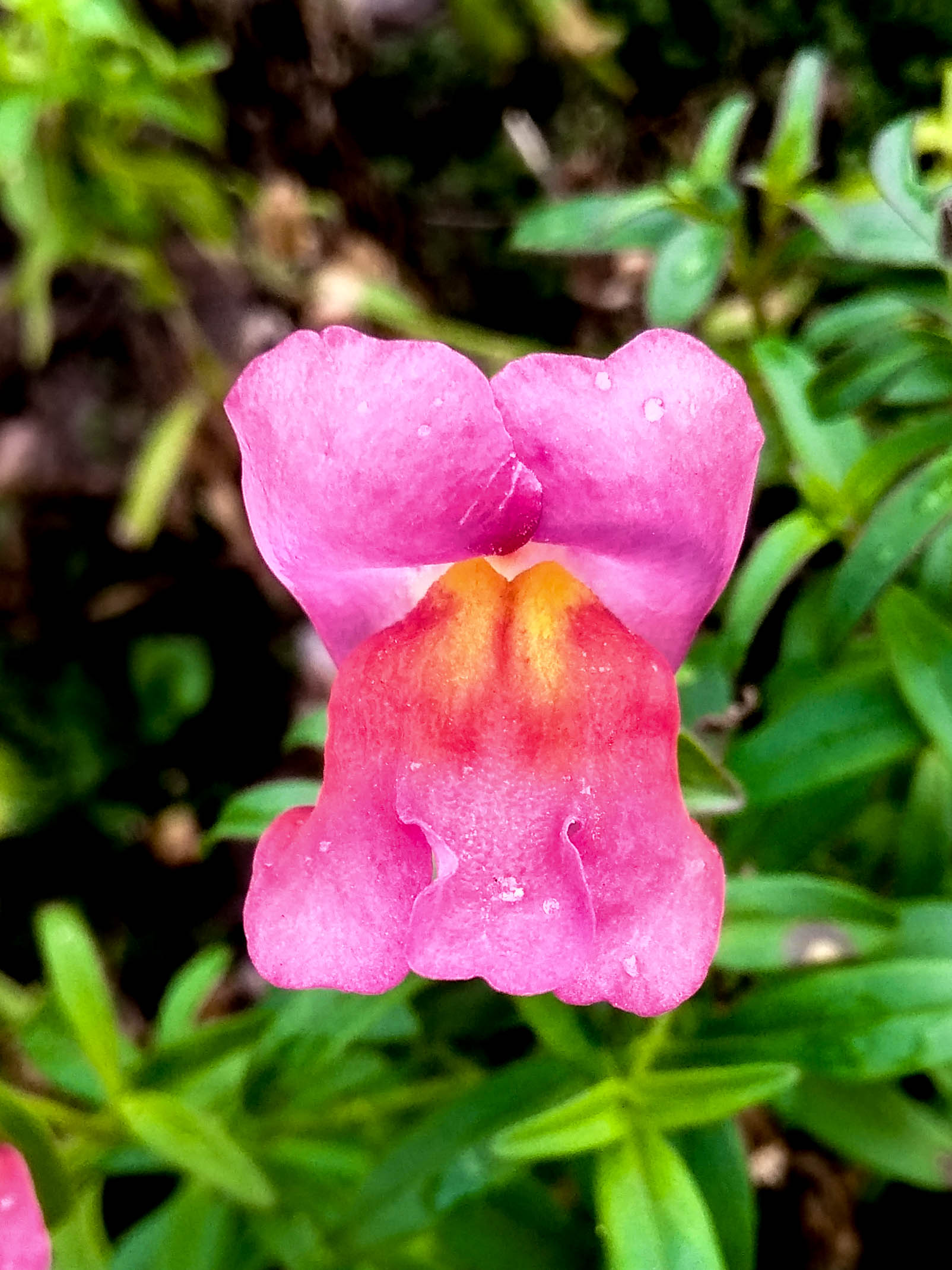 Зев цветок. Antirrhinum graniticum. 13 Львиный зев. Собачий зев цветок. Львиная пасть цветок.