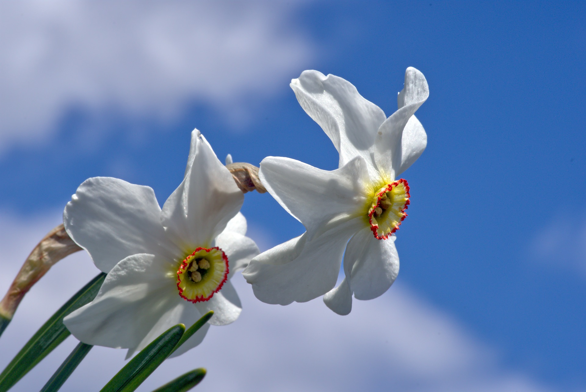 narcissus-6227423_1920.jpg