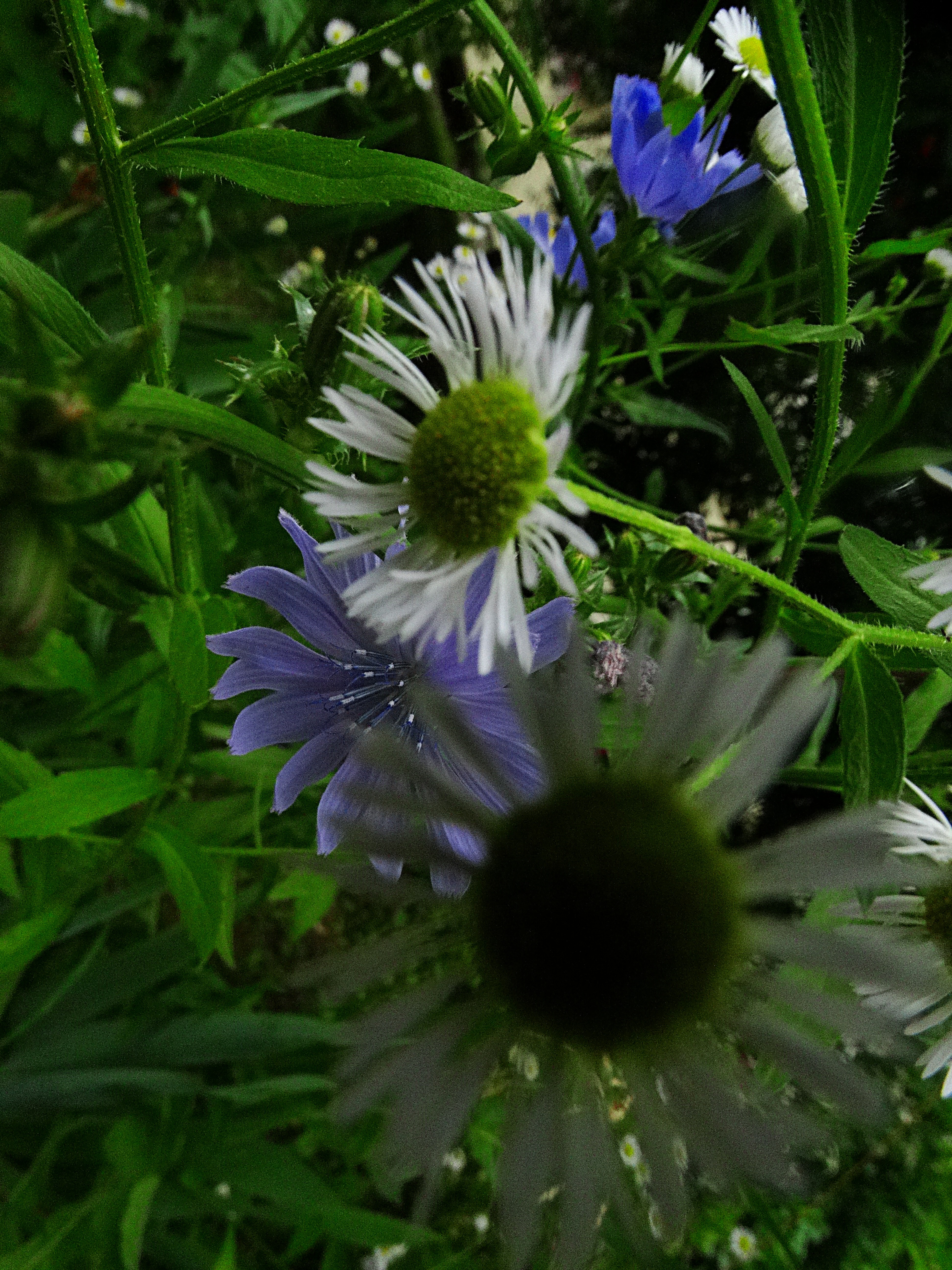 1rrDSC05934.JPG